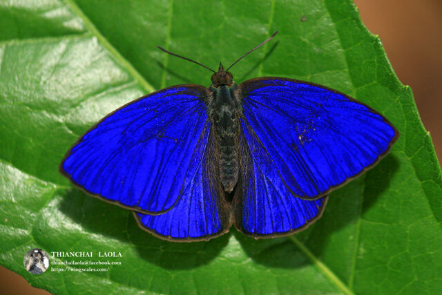 Arhopala arvina aboe