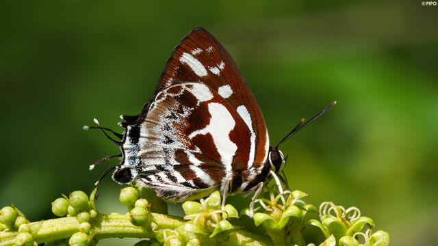 Iraota rochana pandara