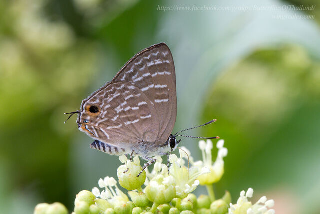 Virachola kessuma deliochus