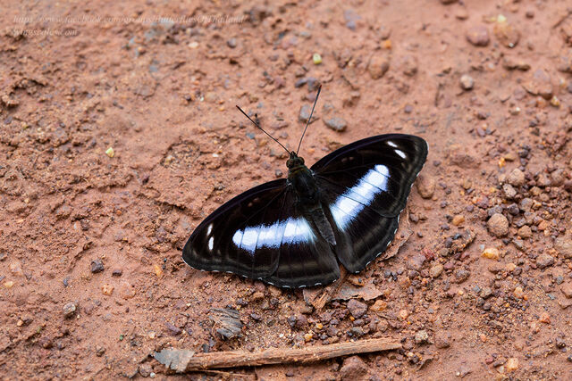 Athyma whitei whitei