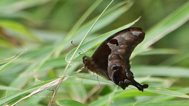 Meandrusa lachinus aribbas