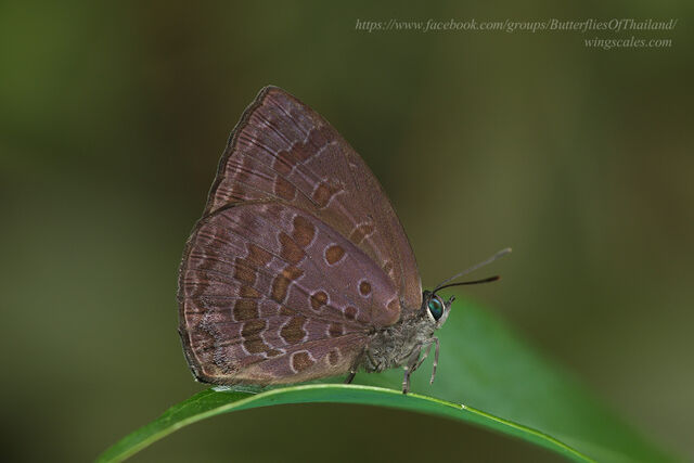 Arhopala arvina aboe