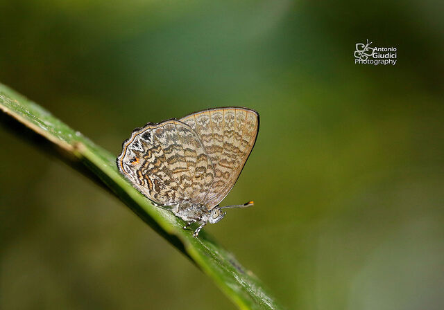 Poritia philota philota