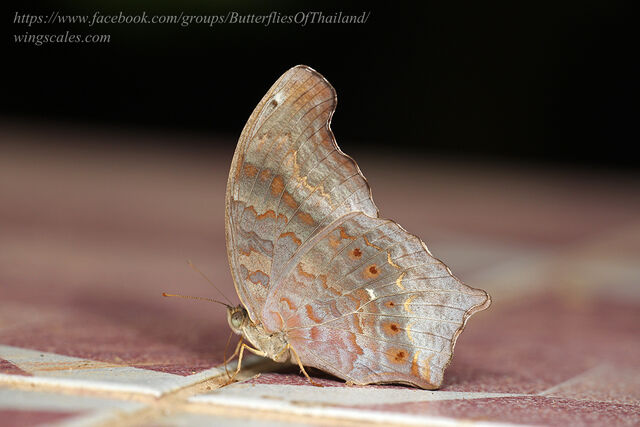 Terinos clarissa militum