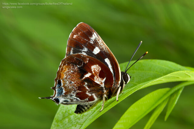 Iraota timoleon timoleon