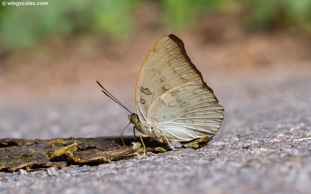 Euthalia dunya dunya