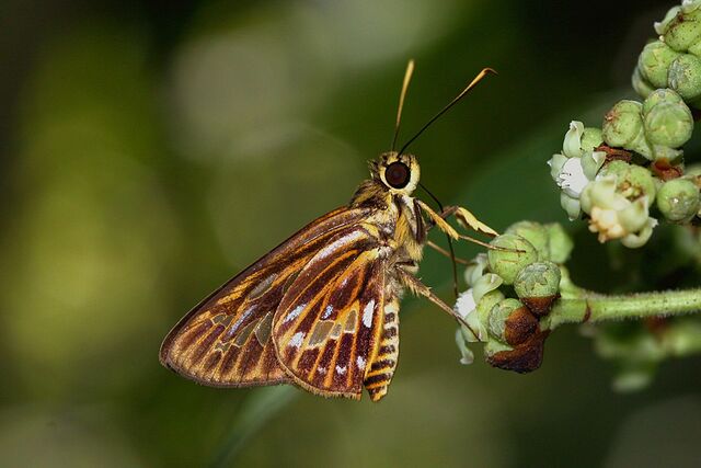 Pyroneura latoia latoia