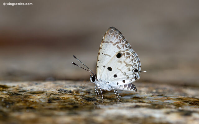 Megisba malaya sikkima