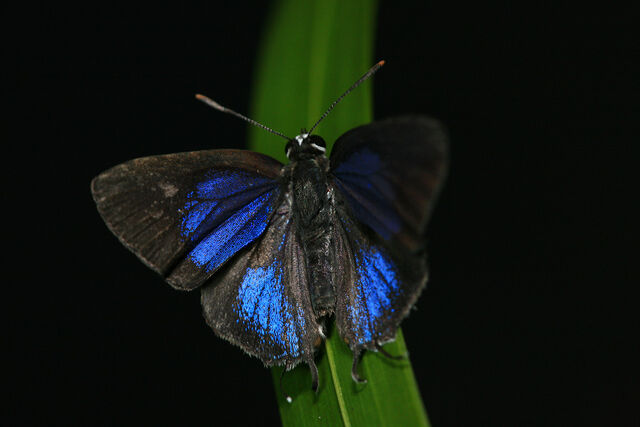 Pratapa icetoides icetoides