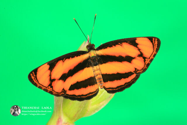 Pantoporia paraka paraka