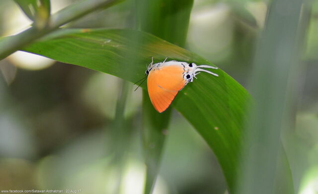 Manto hypoleuca terana