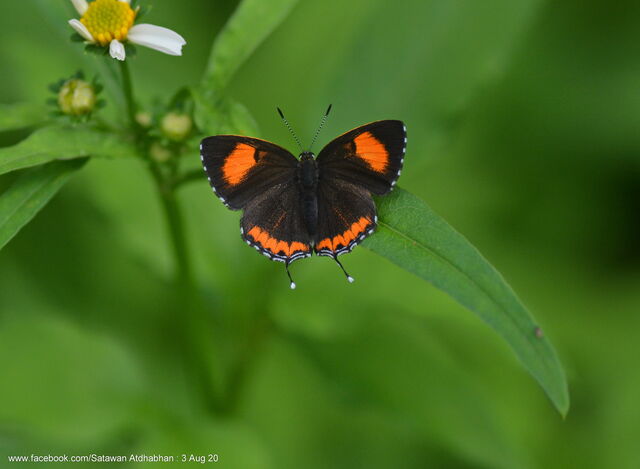 Heliophorus epicles tweediei