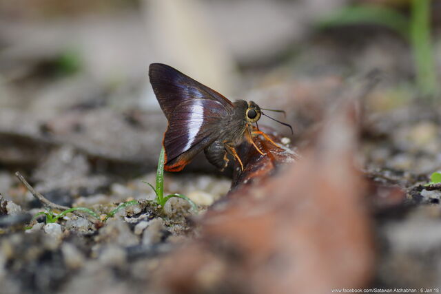 Bibasis sena uniformis