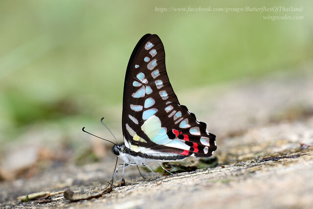 Graphium evemon eventus