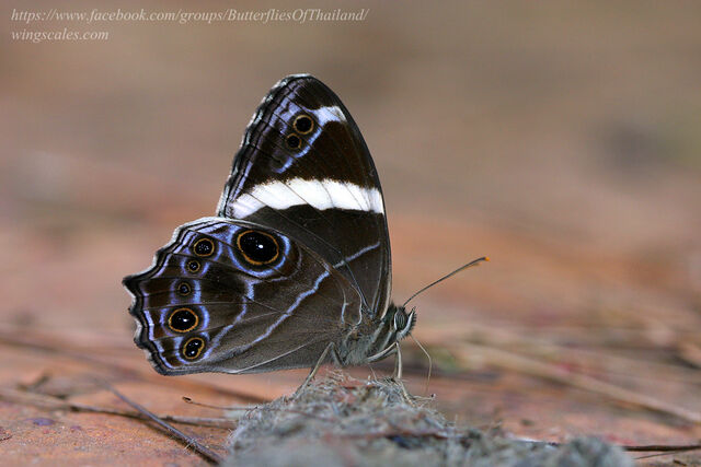 Lethe confusa confusa