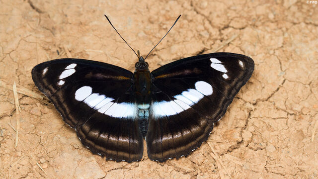 Athyma cama thailandica