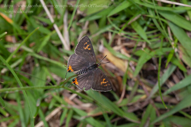 Spindasis vulcanus tavoyanus