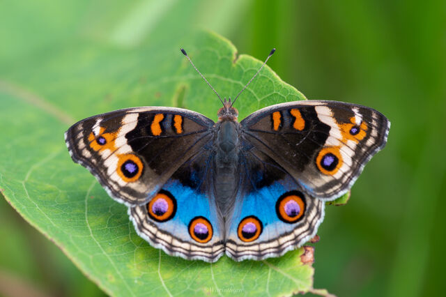 Junonia orithya ocyale
