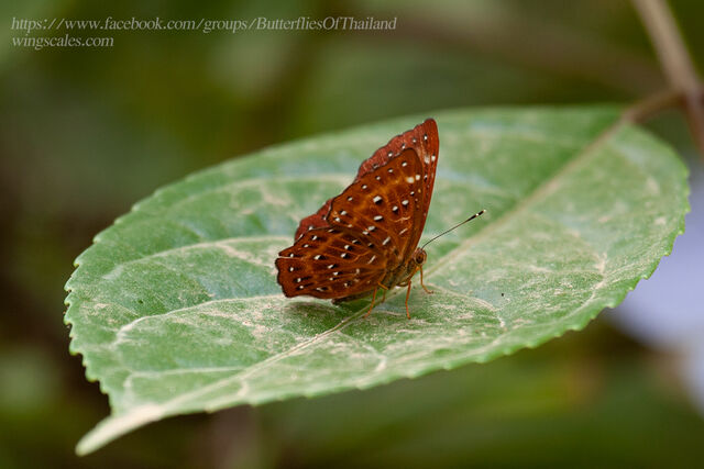 Zemeros flegyas allica