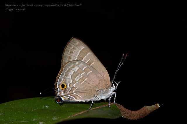 Deudorix epijarbas epijarbas