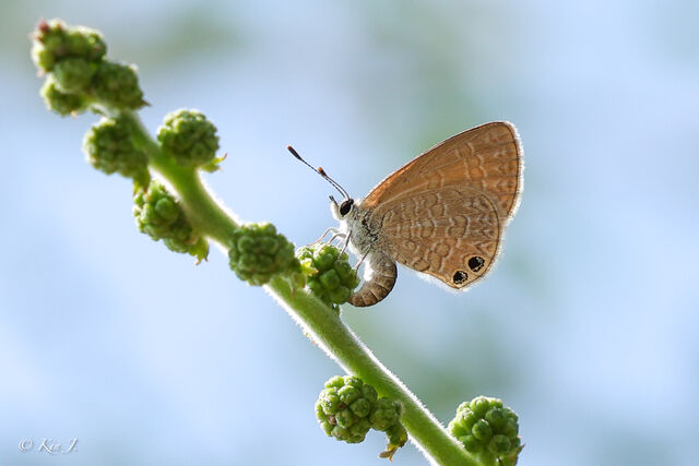 Nacaduba biocellata baliensis