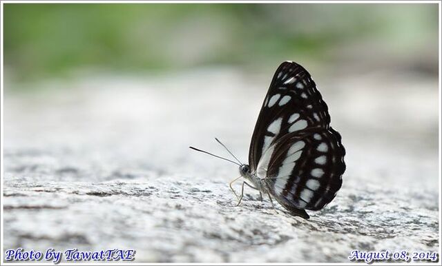 Neptis magadha magadha