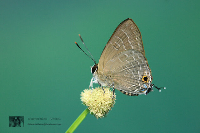 Deudorix epijarbas epijarbas