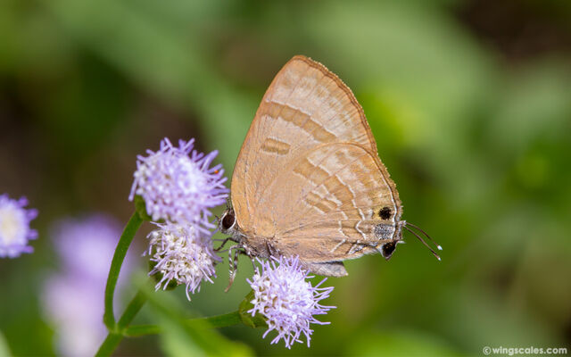 Rapala varuna orseis