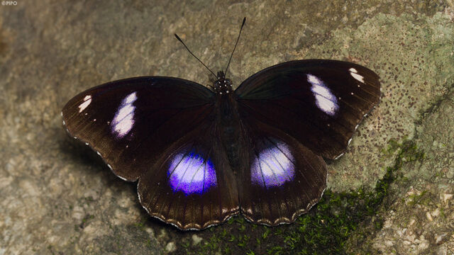 Hypolimnas bolina jacintha