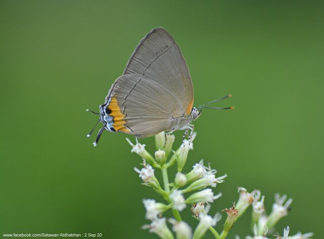 Tajuria ister tussis