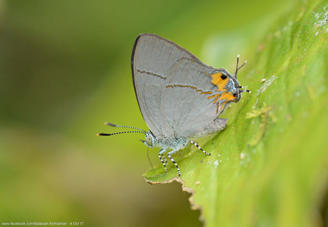 Britomartis cleoboides viga