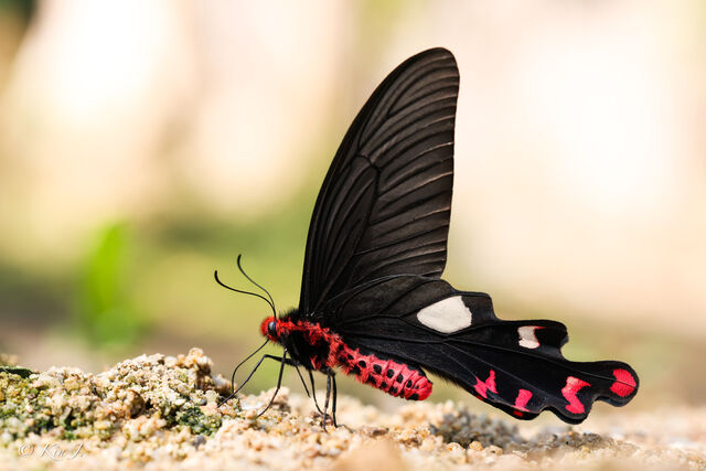 Byasa dasarada barata