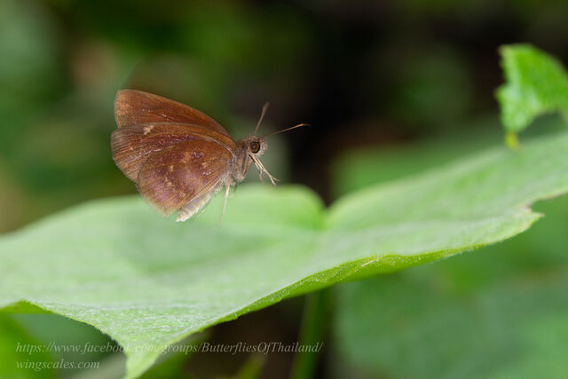 Psolos fuligo subfasciatus