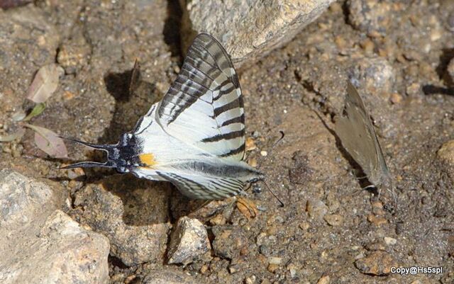 Graphium eurous inthanon
