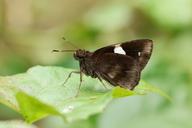 Ancistroides paralysos asawa