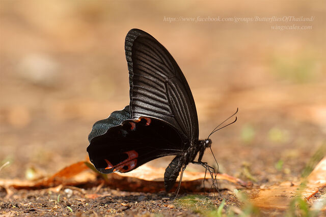 Papilio protenor protenor