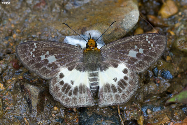 Gerosis phisara phisara