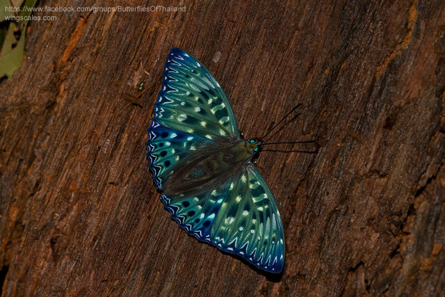 Dichorragia nesimachus nesimachus