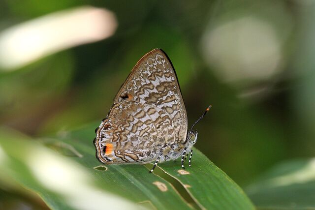 Poritia erycinoides phraatica