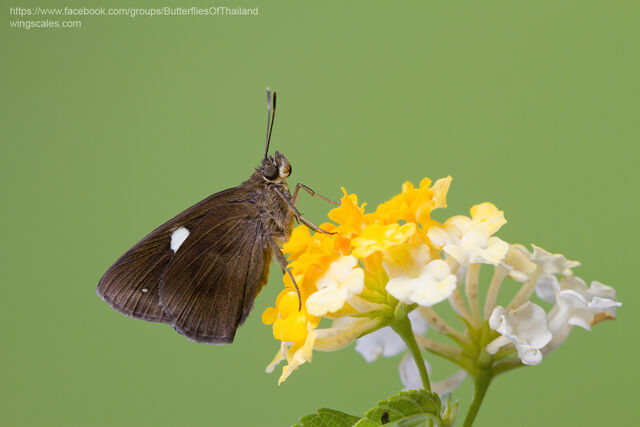 Ancistroides paralysos asawa