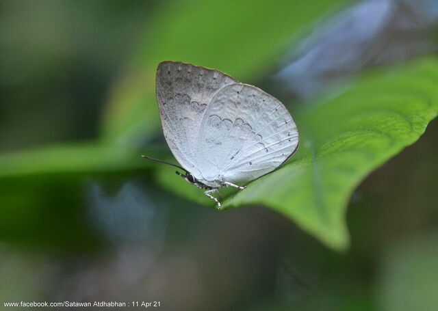 Curetis tagalica jopa