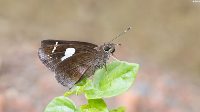Ancistroides curvifascia curvifascia