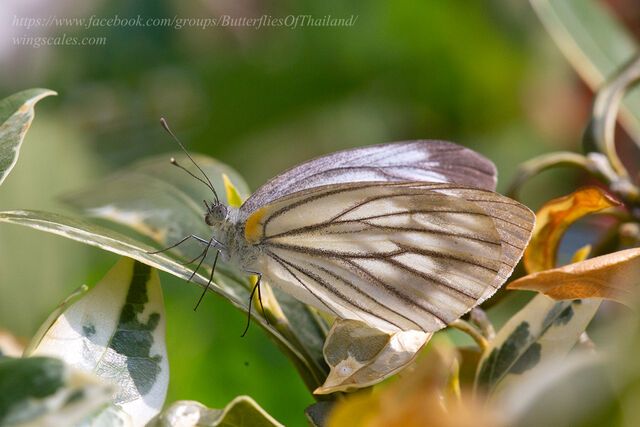 Pieris erutae erutae