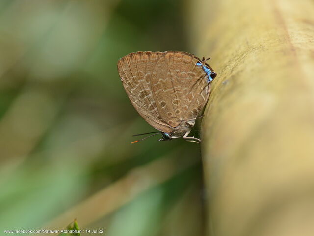 Arhopala eumolphus maxwelli