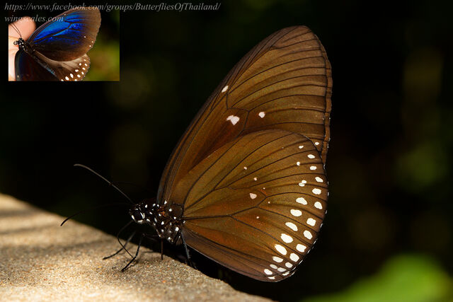 Euploea camaralzeman camaralzeman