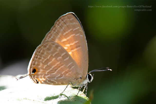 Jamides alecto alocina