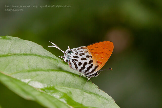 Drupadia ravindra moorei