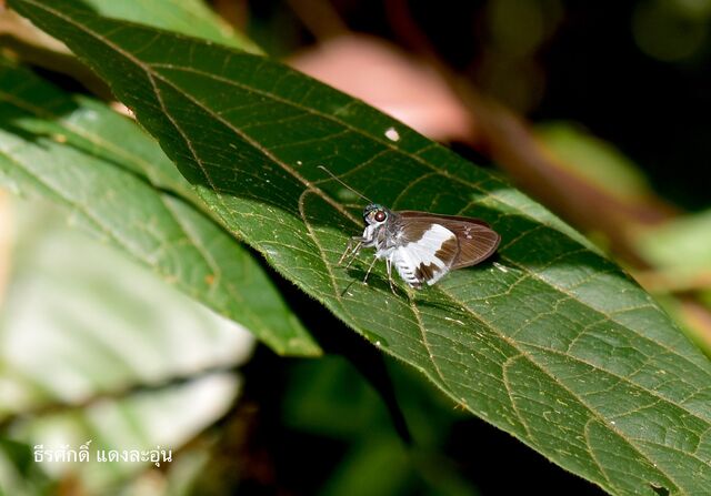 Acerbas anthea anthea