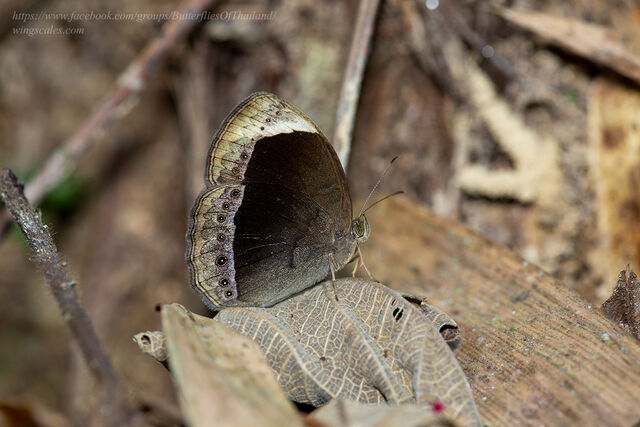 Mycalesis anaxioides