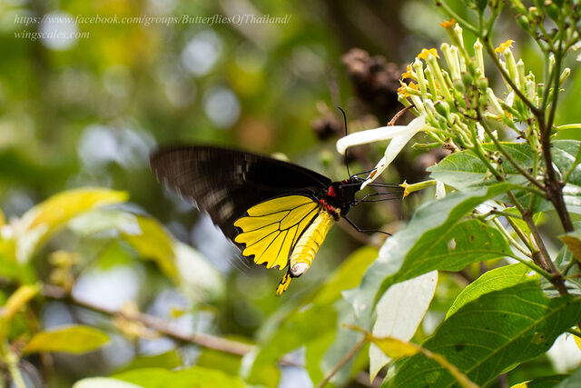 Troides cuneifera paeninsulae